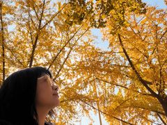 -三里屯东五街银杏大道