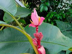 -国家植物园南园
