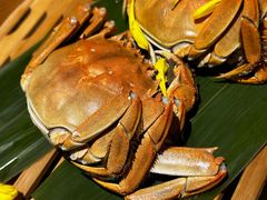 -成隆行·蟹王府(九江路店)