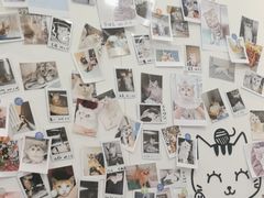 -瑞派·关忠动物医院·猫专科·犬专科(三环新城店)