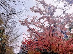 -成都市活水公园