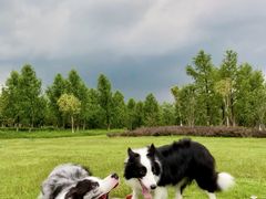 -翊宠yipet猫狗购宠庄园犬舍•猫舍