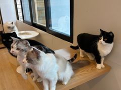 -有喵·猫咖·狗咖·30几只猫10只小狗(岗厦店)