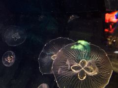 -凯莉-塔尔敦海洋生物水族馆