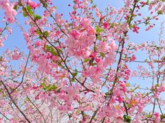 -顾村公园