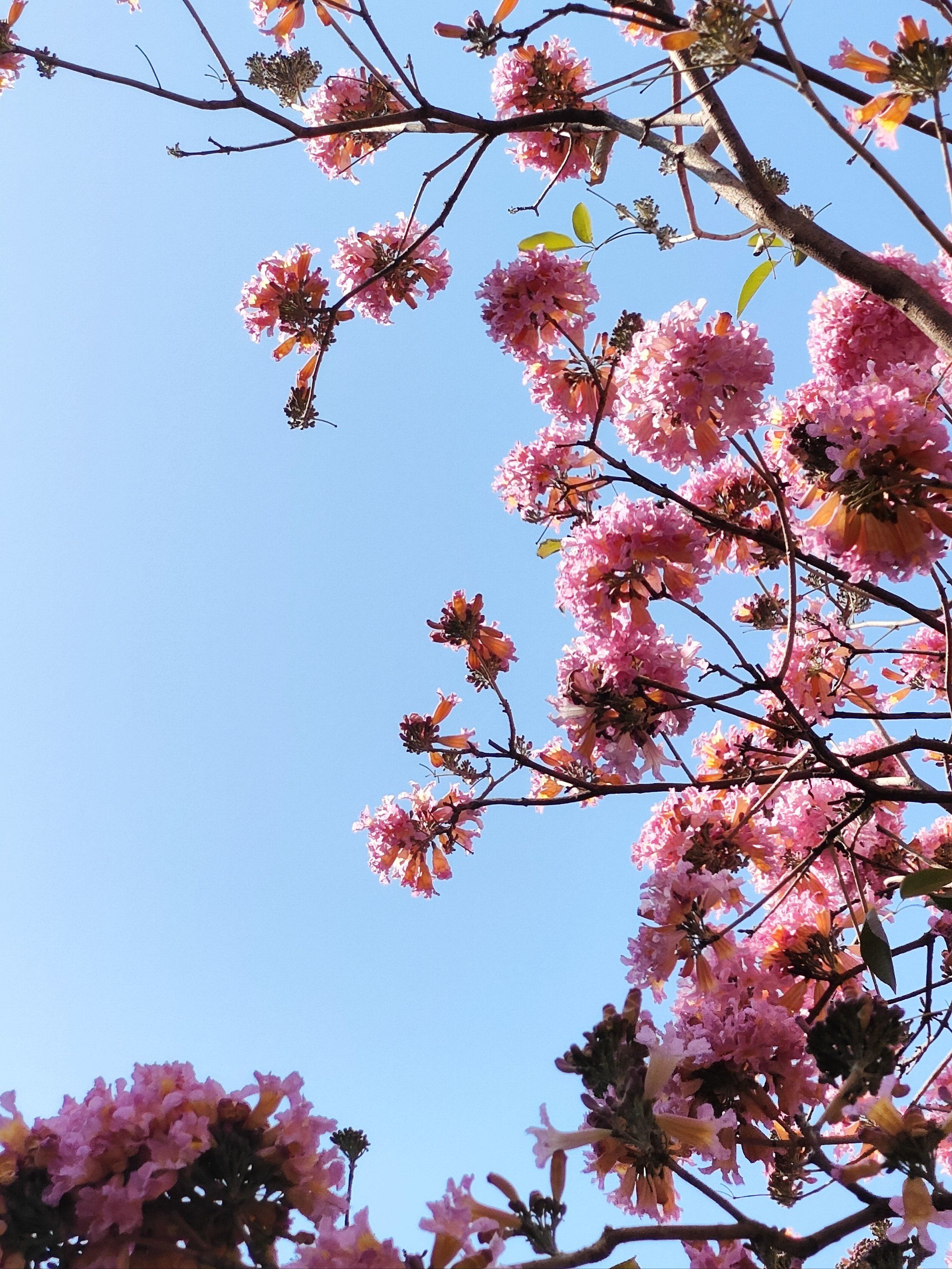 盛开花朵的美景