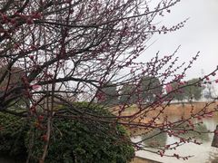 -金沙湖公园