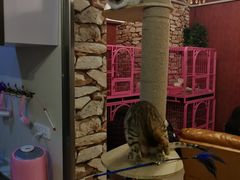 大堂-猫咪咖啡店(新城大街店)