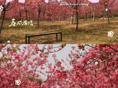 -天适樱花悠乐园