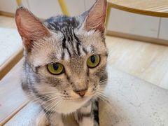 -猫咪派对(江南西店)