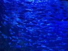 -太平洋海底世界