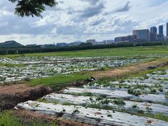 -光明小镇欢乐田园