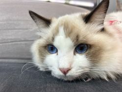 -Hair Code芭曲发型