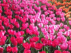 -洛阳郁金香牡丹园