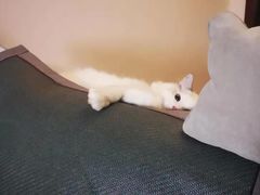 -Bastet sally猫舍购宠(静安店)