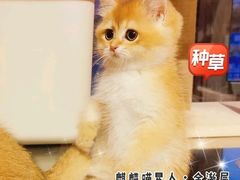 -十年猫舍·猫咪专门店(普陀店)