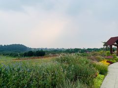 -空港花田景区