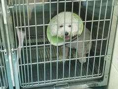 -仁华宠物医院(青羊店)