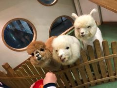 -藦茜花园宠物主题亲子互动体验馆(国顺东路店)