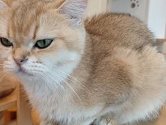 -有喵·猫咖·狗咖·40+猫狗有小奶狗(岗厦店)