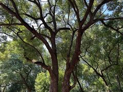 -马王堆汉墓遗址