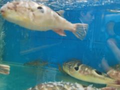 -海约淮扬老菜馆(团结南路店)
