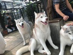 -TrueLove @ Neverland (Husky Cafe)