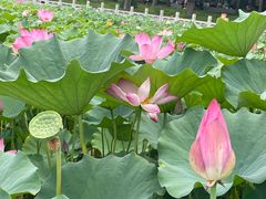 -莲花池公园