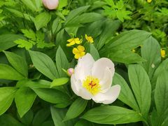 -黑龙江省森林植物园