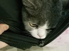 -PETKIT小佩宠物·低压洗护(国顺东路店)