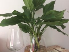 -曲阳花鸟市场(曲阳路店)