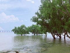 -宝安西湾红树林湿地公园