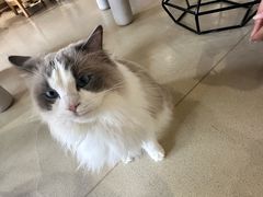 -藏猫猫咖啡主题馆(中央大道店)