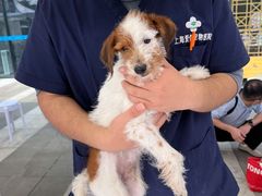 -爱侣宠医·鹦鹉专科·小型哺乳类·异宠专科(灵石路店)