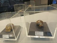-北京周口店北京人遗址博物馆