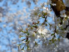 -武汉大学-樱园