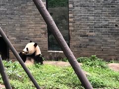-都江堰中华大熊猫苑