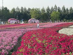 -荷兰花海