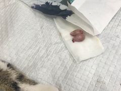 -爱侣宠医·鹦鹉专科·小型哺乳类·异宠专科(灵石路店)