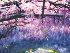 -圣母百花圣殿