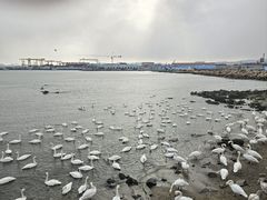 -烟墩角天鹅湖