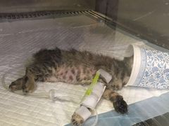 -创凡宠物医院·骨专科  猫科中心(西乡分院)