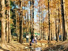 -白水寺森林公园