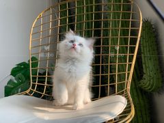 -喵zoo家庭繁育猫舍(尖东智能花园店)