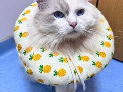 -博特宠物医院24h犬猫全科.骨科·异宠