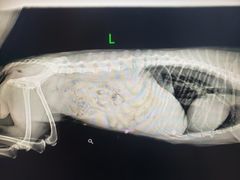 -宠颐生动物医院·心脏科·保险定点(锦阳分院)