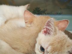 -唐小姐の私宠·宠物洗护美容·撸猫馆·购宠(周浦万达旗舰店)