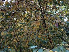 -哈密回王府景区