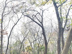 -紫金山山顶公园