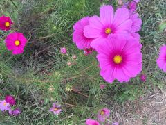 -北京东方普罗旺斯薰衣草庄园